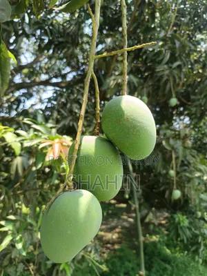Rajshahi Mango Himsagar Mango