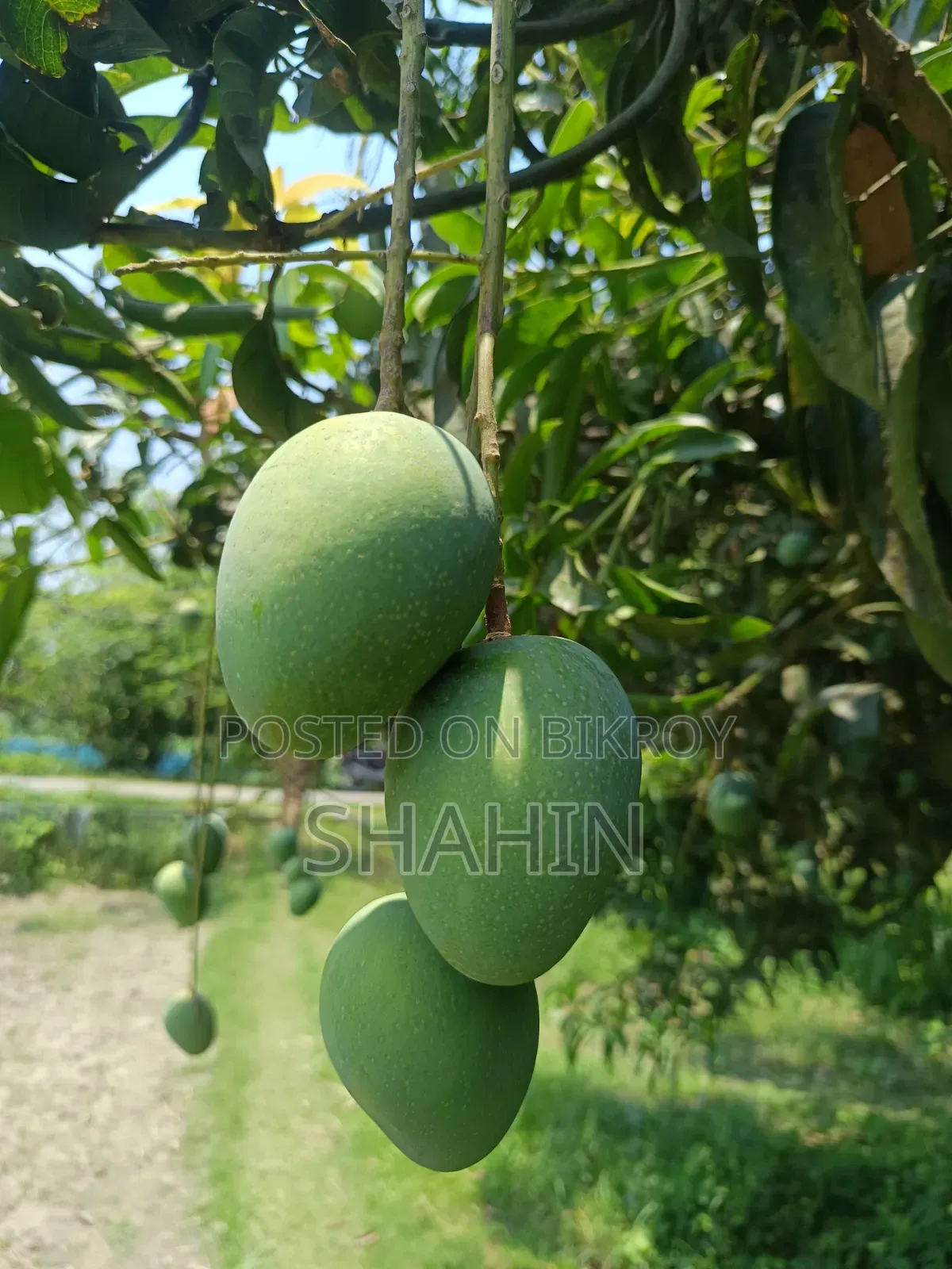 Rajshahi Mango Himsagar Mango