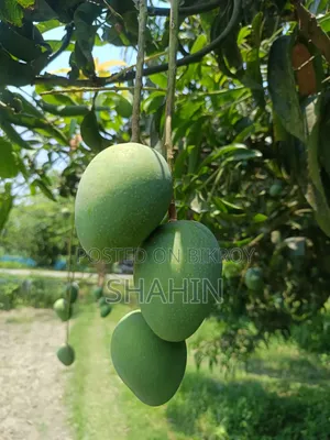 Rajshahi Mango Himsagar Mango