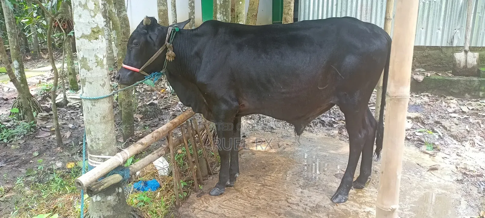 High Quality Cross Breed Calf