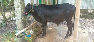 High Quality Cross Breed Calf