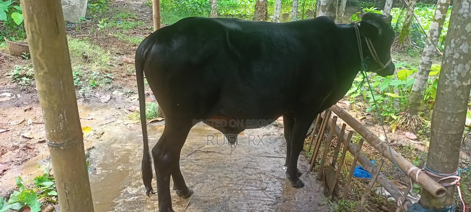 High Quality Cross Breed Calf