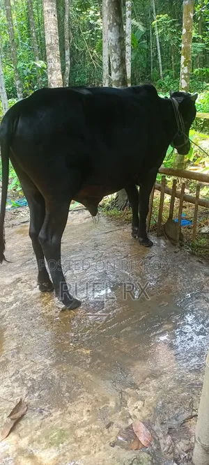 High Quality Cross Breed Calf