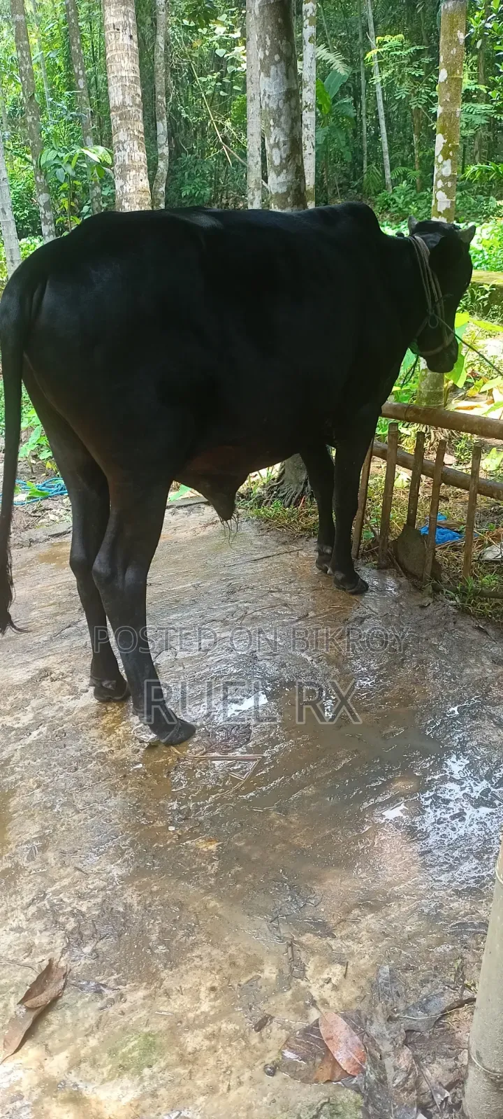 High Quality Cross Breed Calf