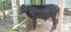High Quality Cross Breed Calf