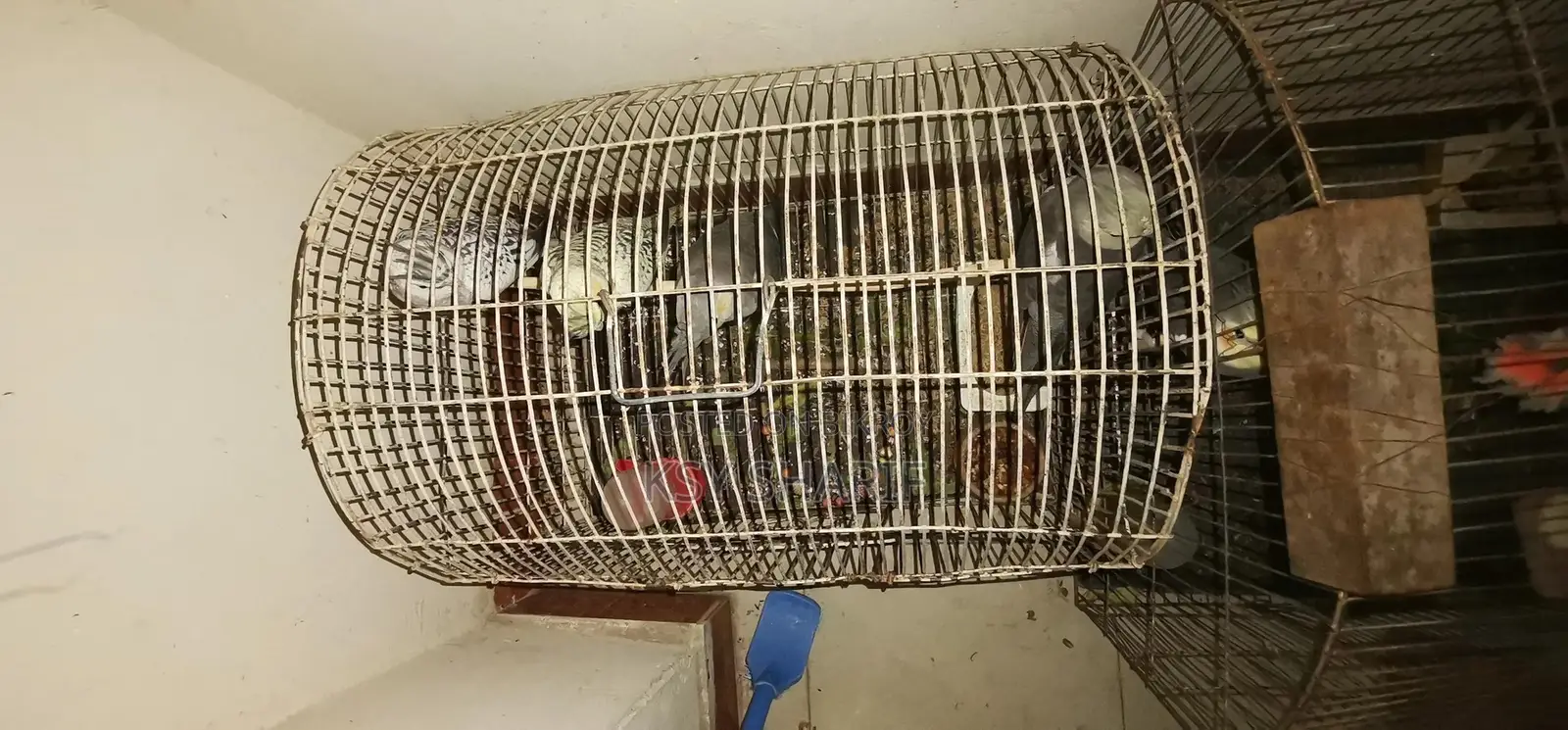 ককাটেল পাখি