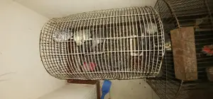 ককাটেল পাখি