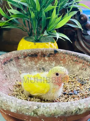 লাভ বার্ড টেম সাইজ বেবি