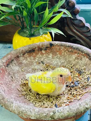 লাভ বার্ড টেম সাইজ বেবি