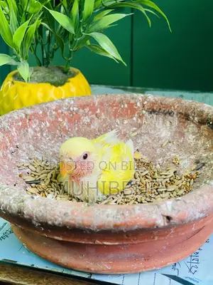 লাভ বার্ড টেম সাইজ বেবি