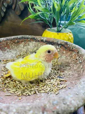 লাভ বার্ড টেম সাইজ বেবি