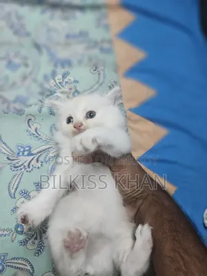 0-1 Month Female Purebred Persian