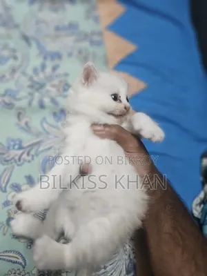0-1 Month Female Purebred Persian