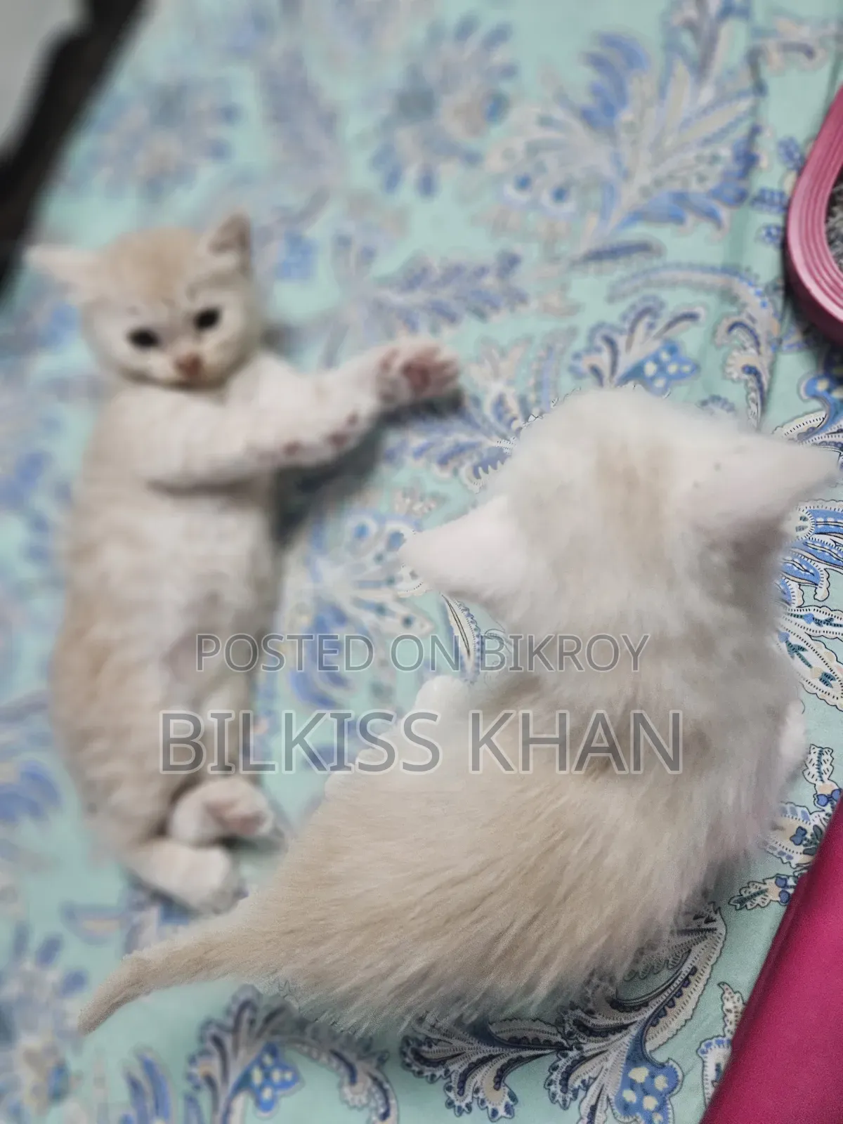 0-1 Month Female Purebred Persian