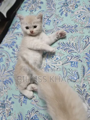 0-1 Month Female Purebred Persian