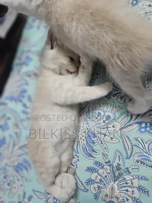 0-1 Month Female Purebred Persian