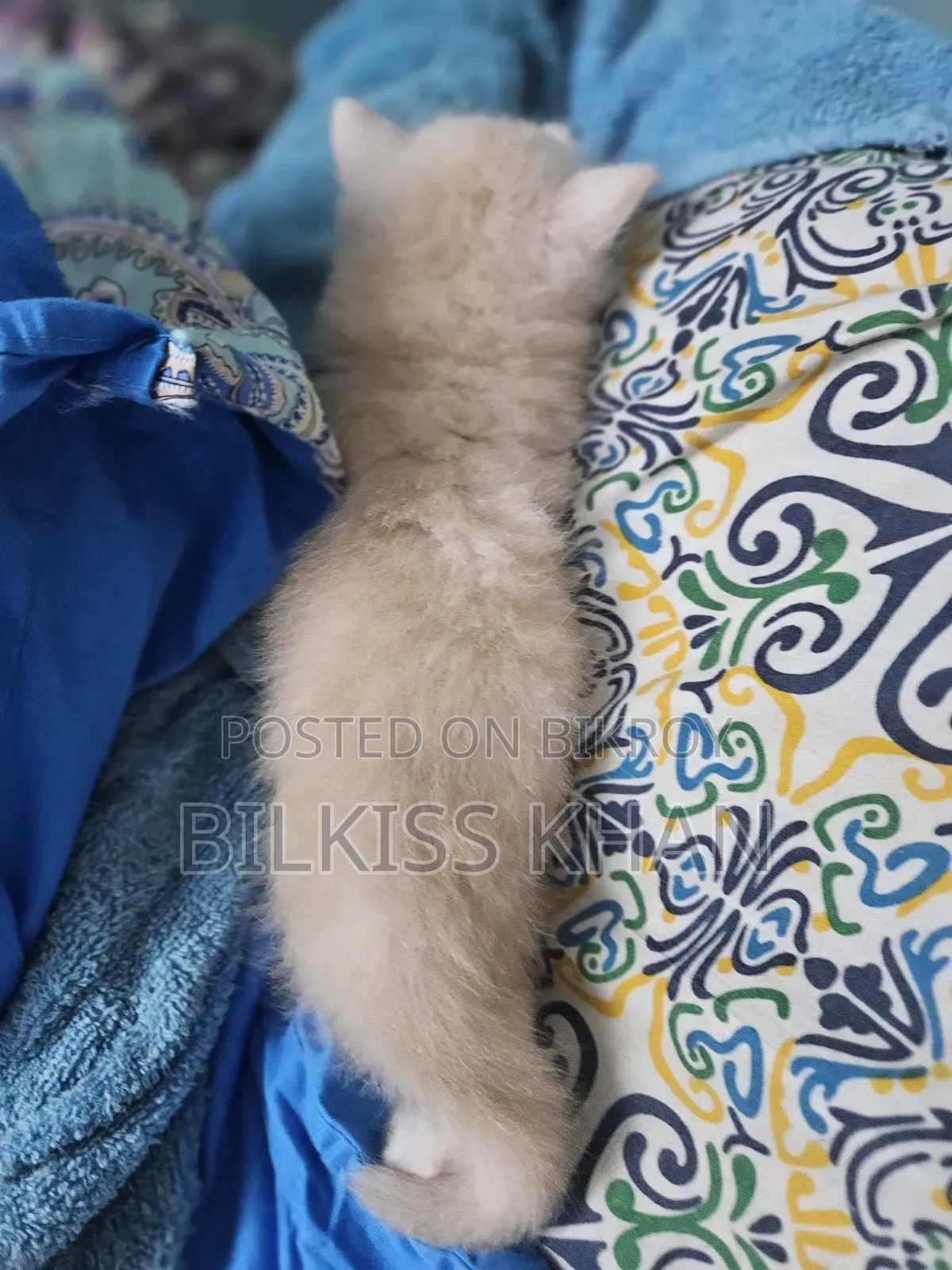 0-1 Month Female Purebred Persian