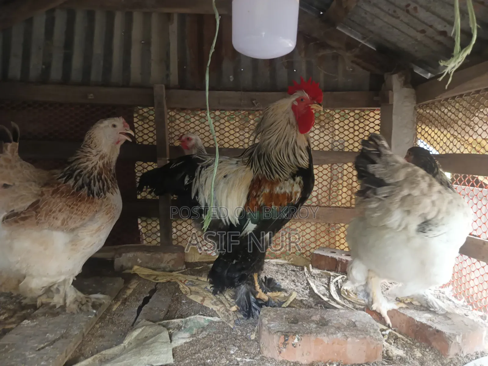 Brahma Chicken