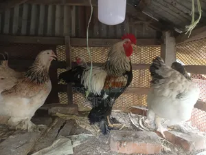 Brahma Chicken
