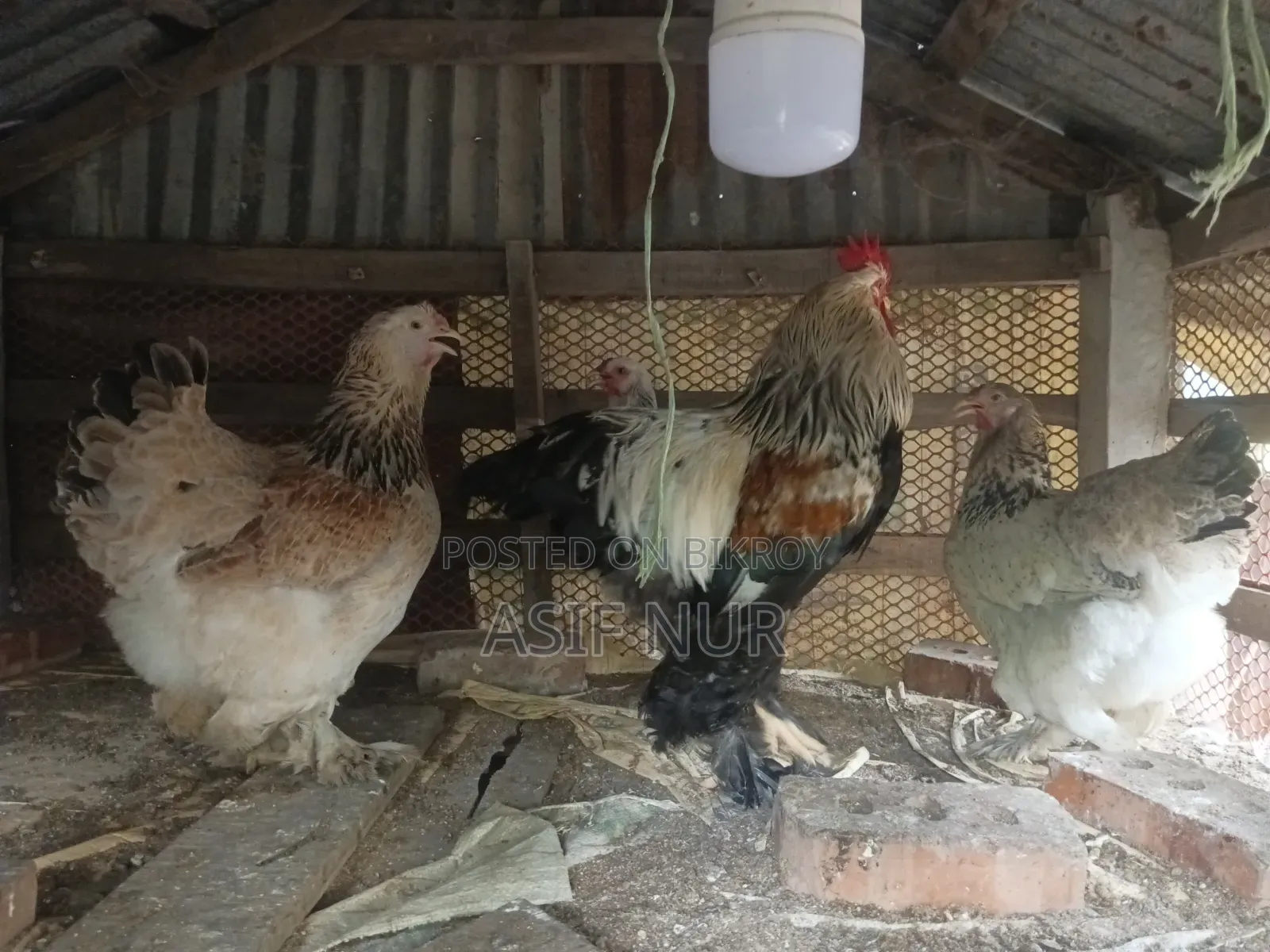 Brahma Chicken