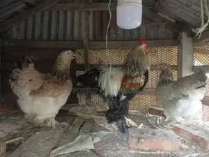 Brahma Chicken