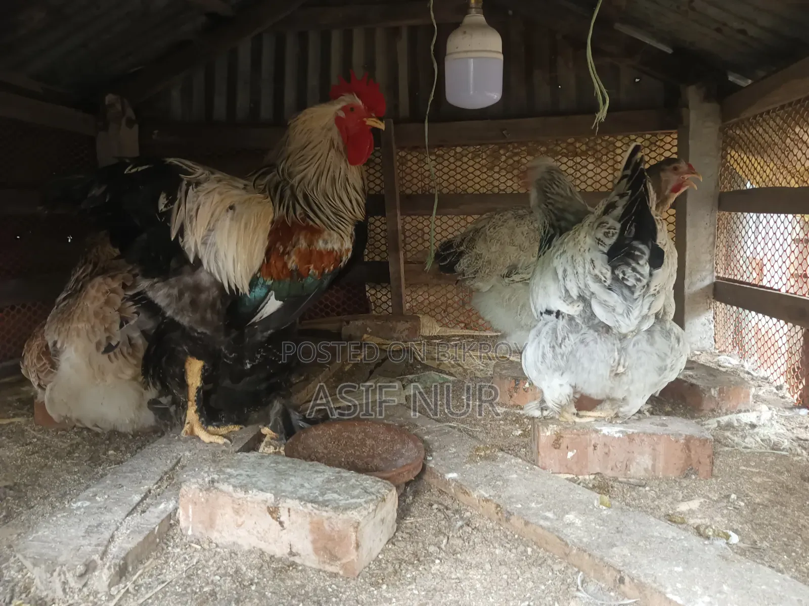 Brahma Chicken