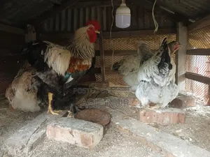 Brahma Chicken