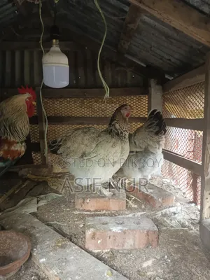 Brahma Chicken