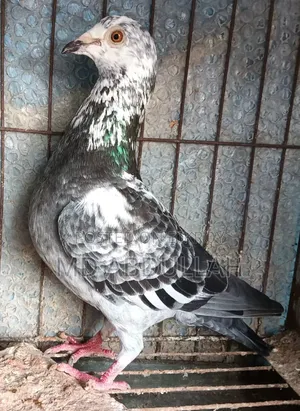 Racer Female (Afsan Grizzle)