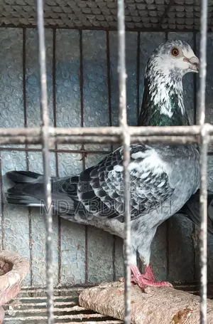 Racer Female (Afsan Grizzle)