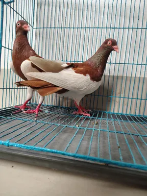 Magpie Pigeon Pair