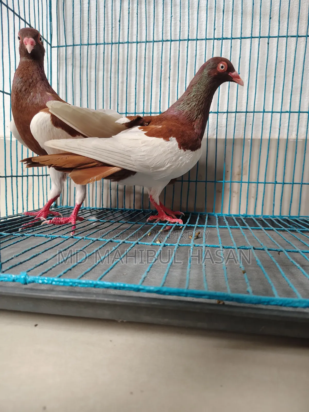 Magpie Pigeon Pair