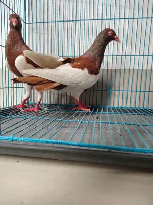 Magpie Pigeon Pair