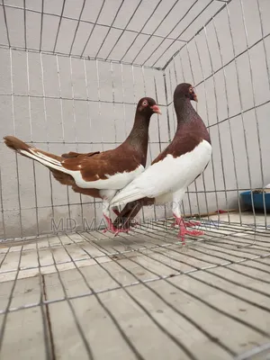 Magpie Pigeon Pair