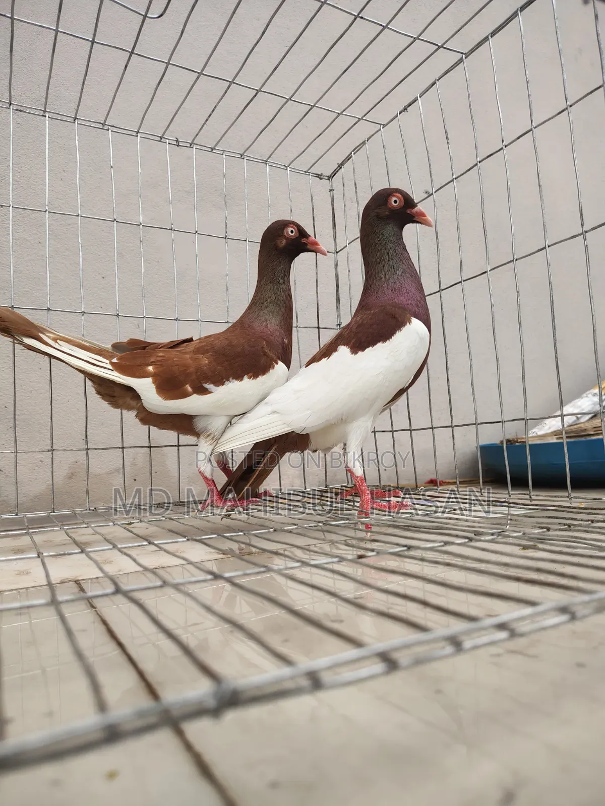 Magpie Pigeon Pair