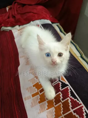 1-3 Months Female Mixed Breed Persian