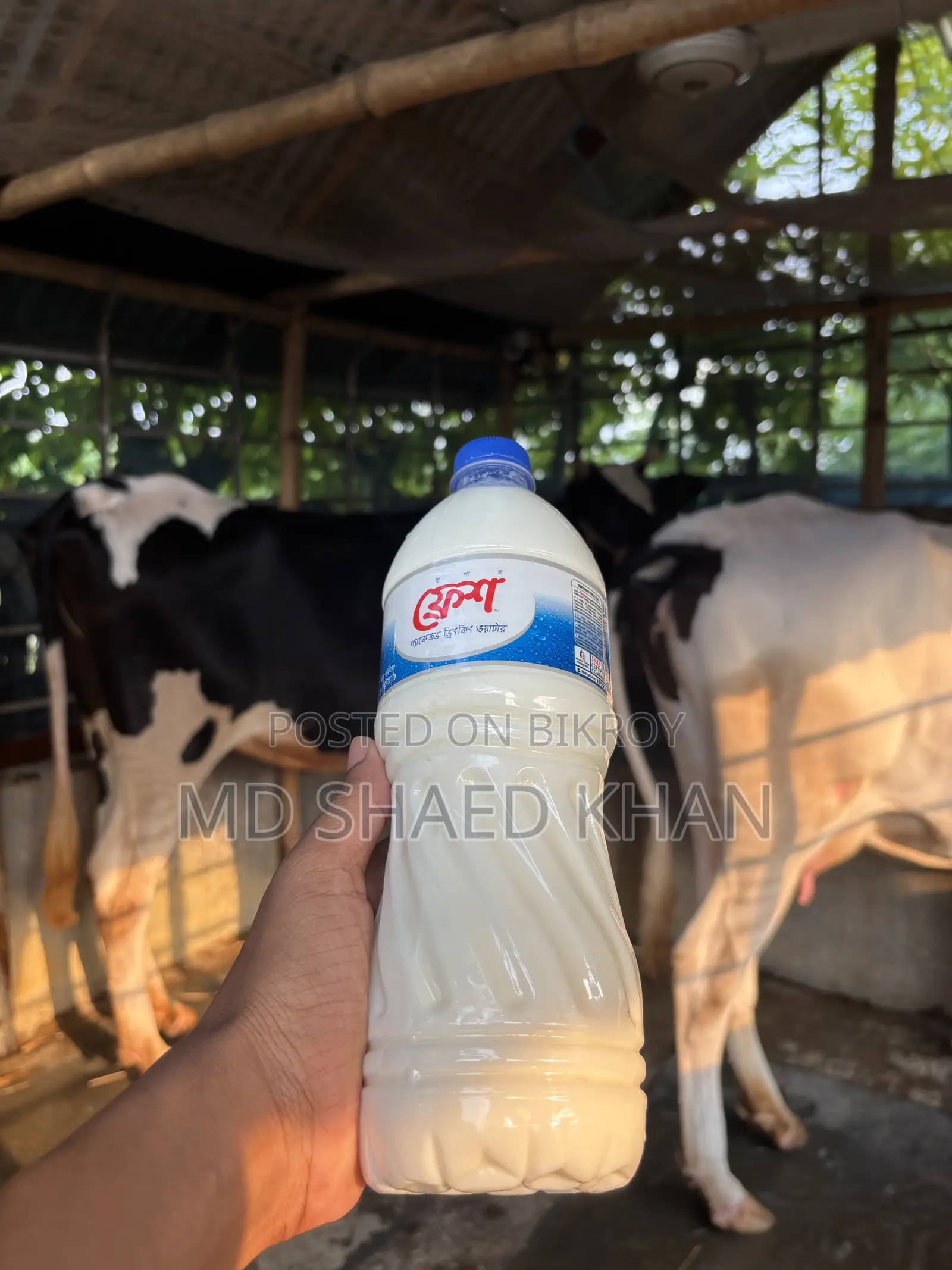 100% Cow Milk