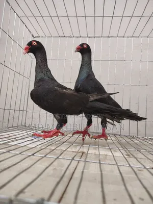 Black Danish Pair Best Quality