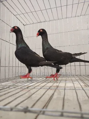 Black Danish Pair Best Quality