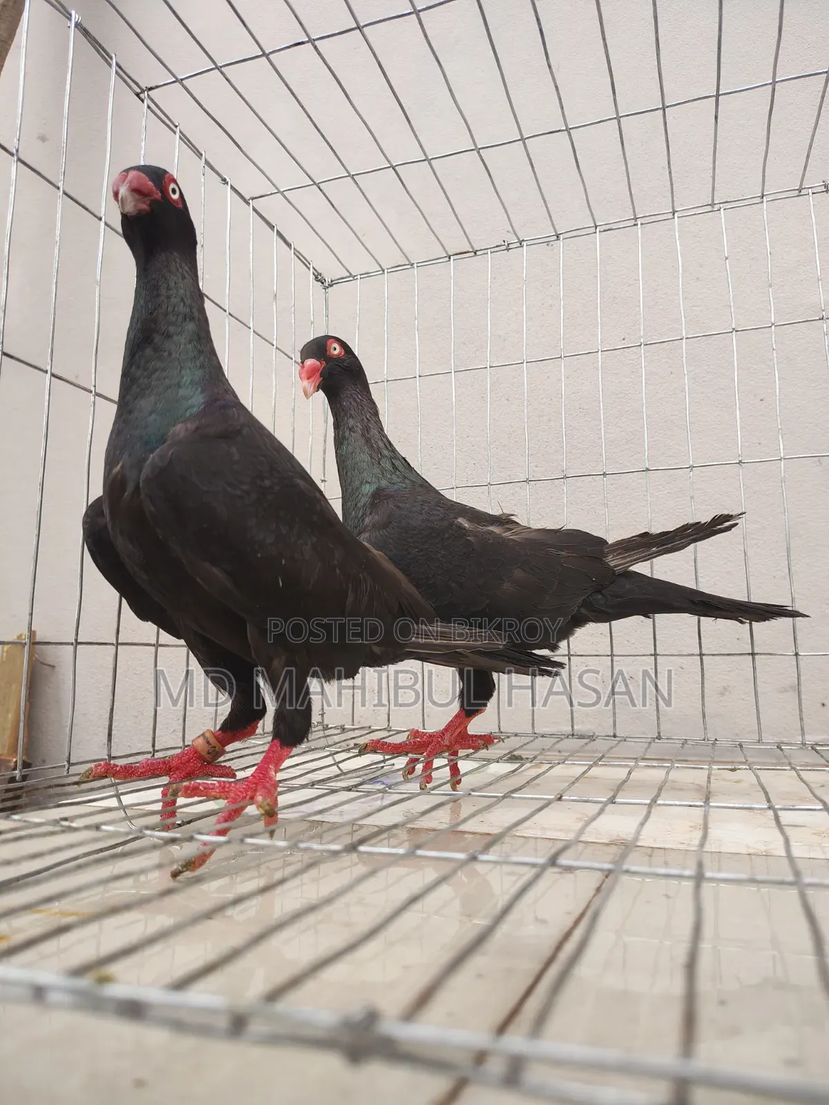 Black Danish Pair Best Quality
