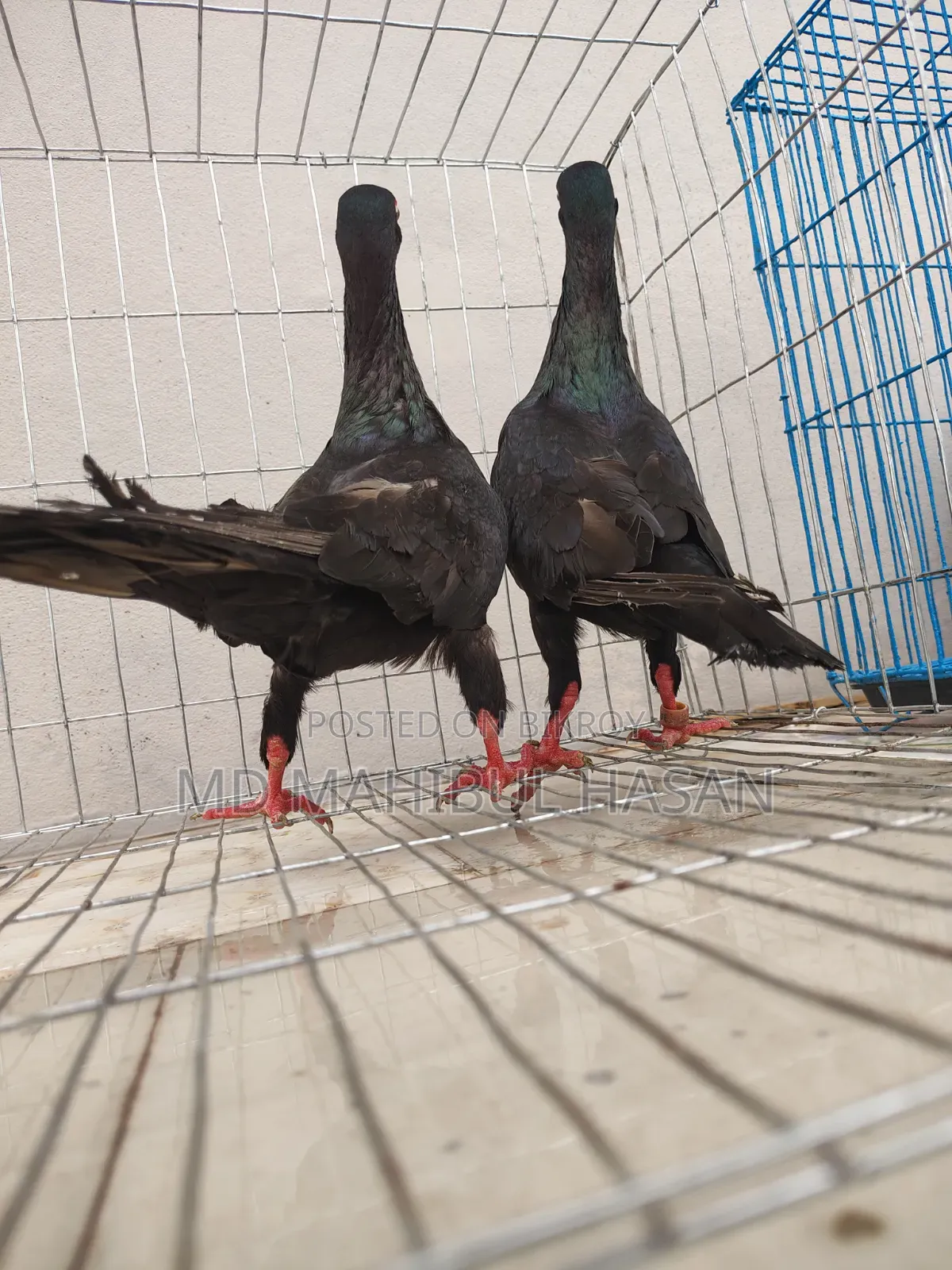 Black Danish Pair Best Quality