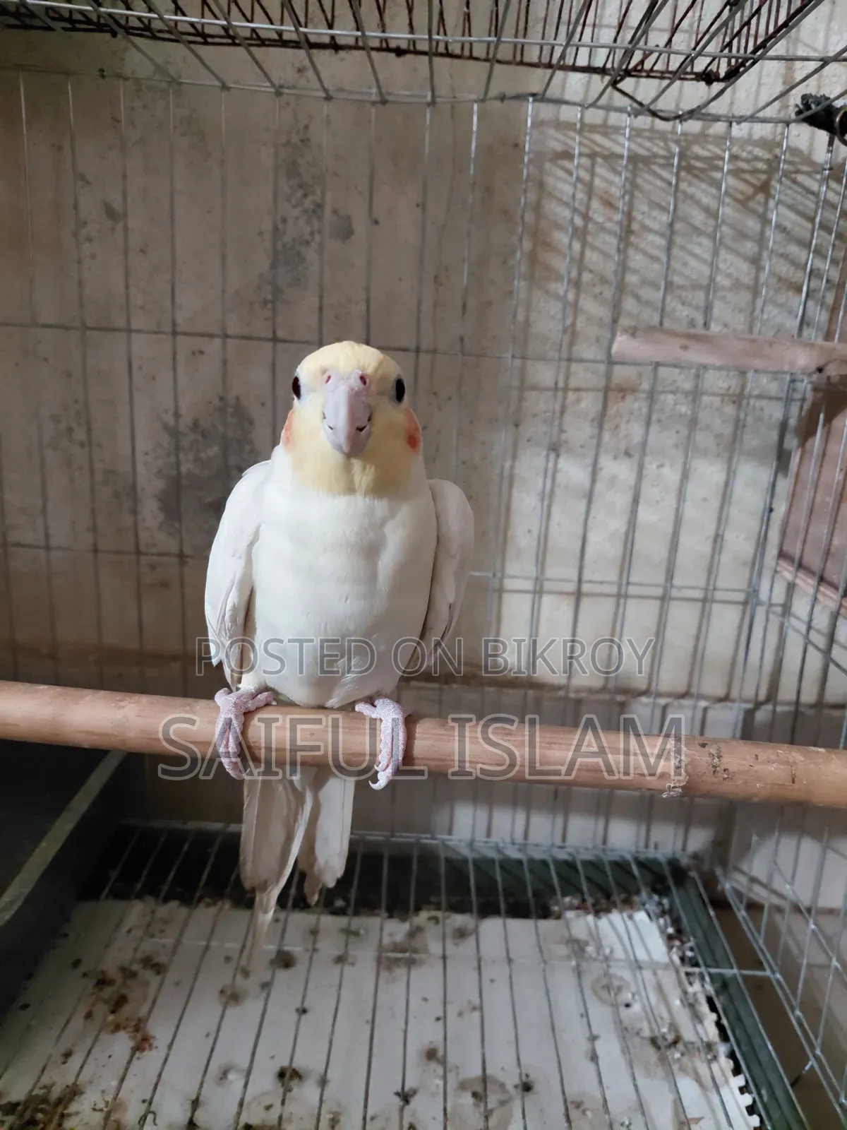 Cocktail Birds