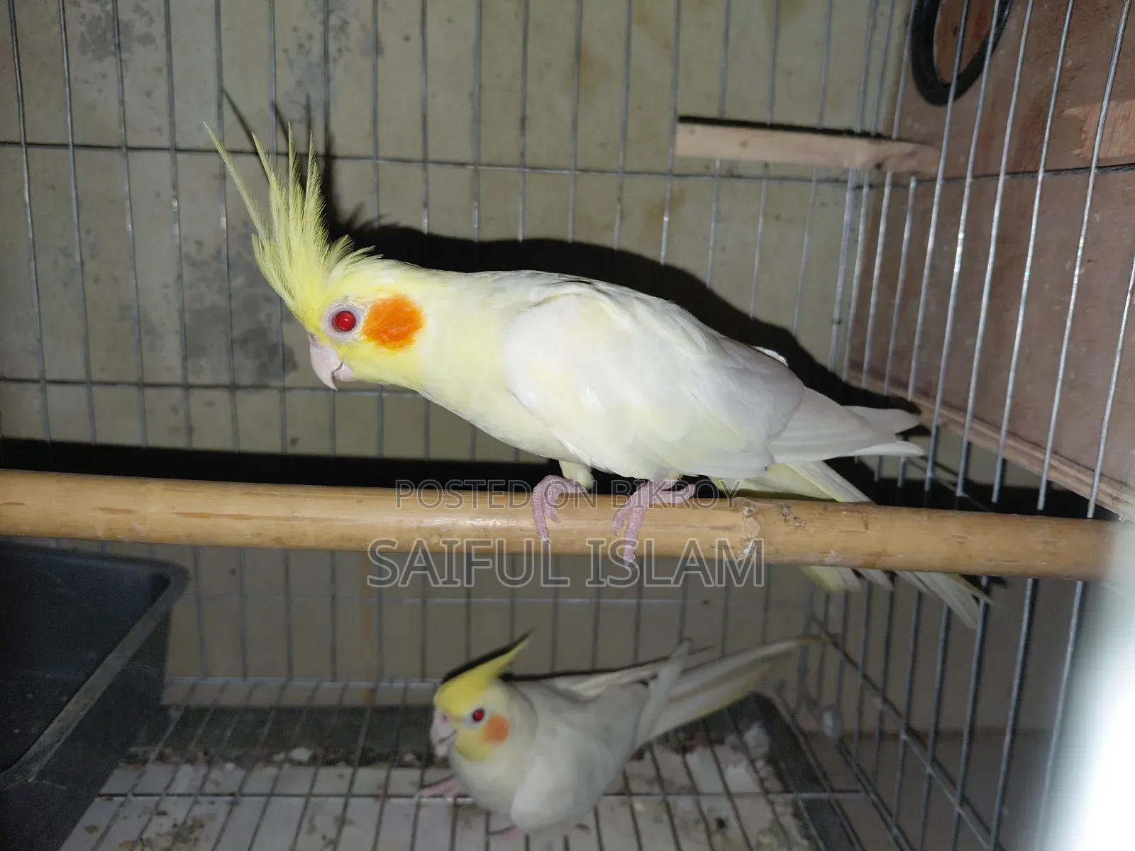Cocktail Birds