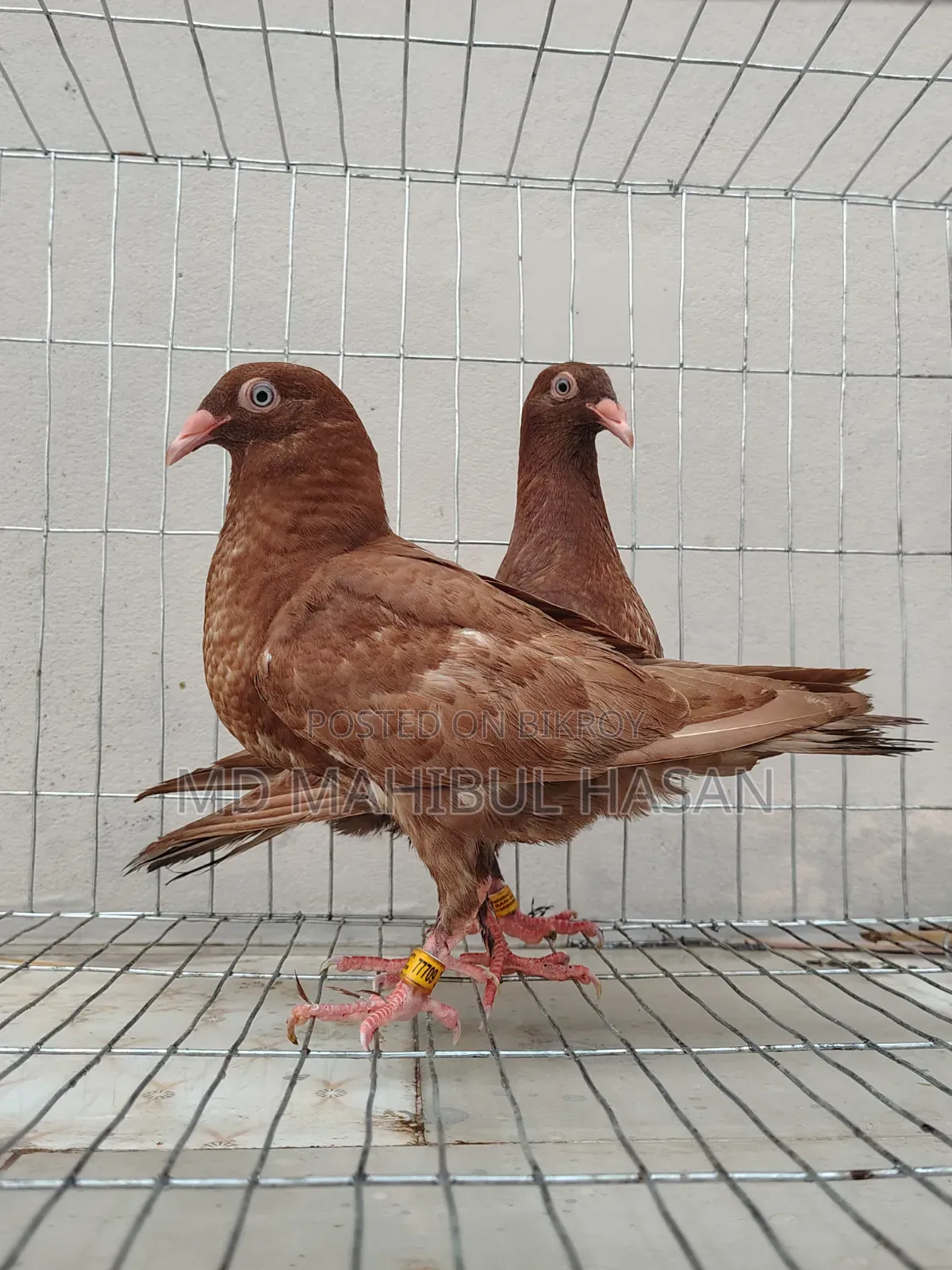 Red Danish and Racer Homa Cross Baby Pair