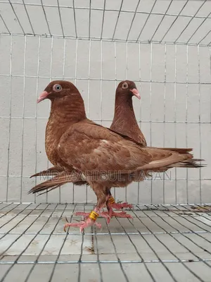 Red Danish and Racer Homa Cross Baby Pair