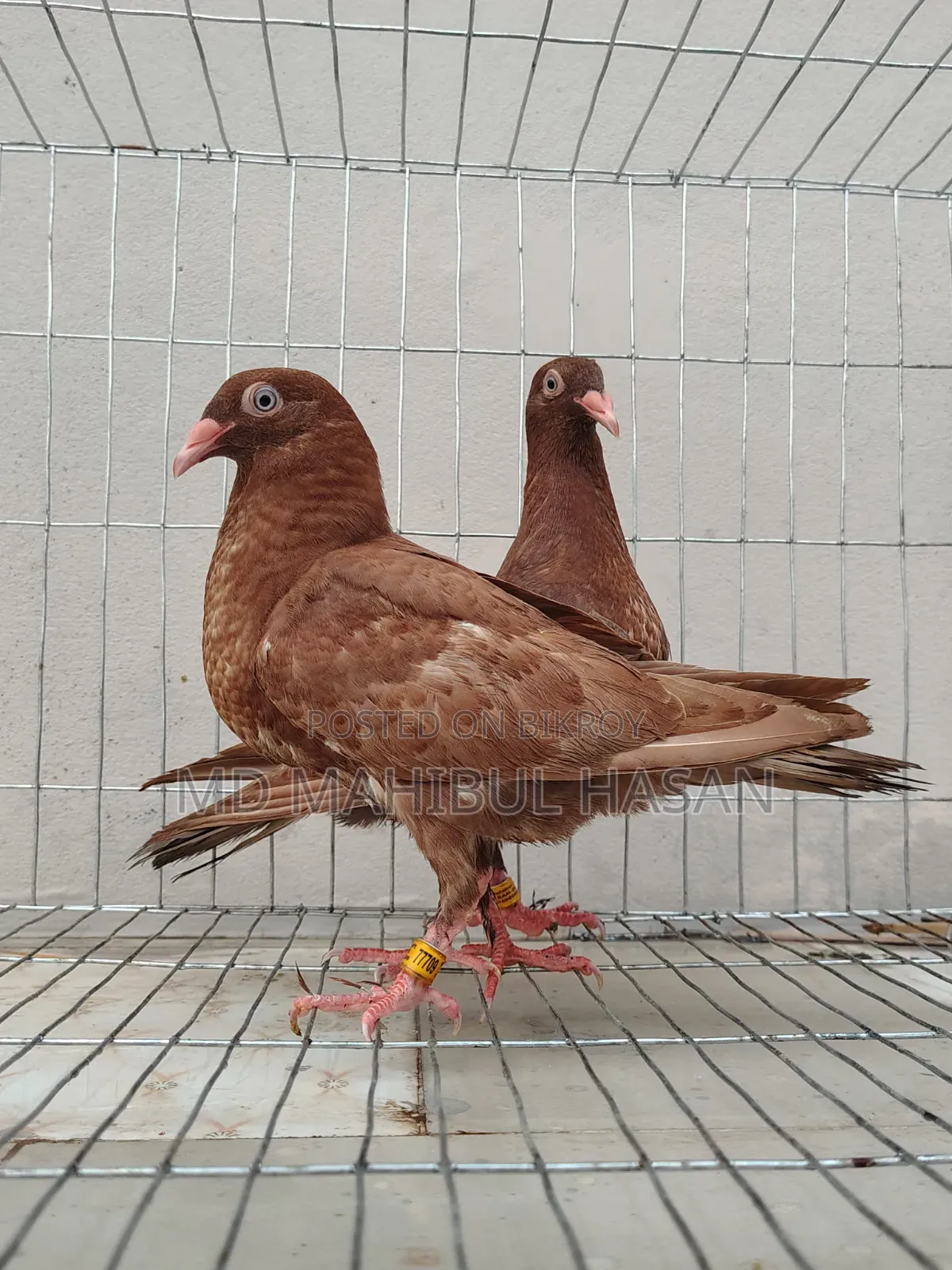 Red Danish and Racer Homa Cross Baby Pair