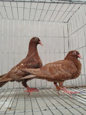 Red Danish and Racer Homa Cross Baby Pair