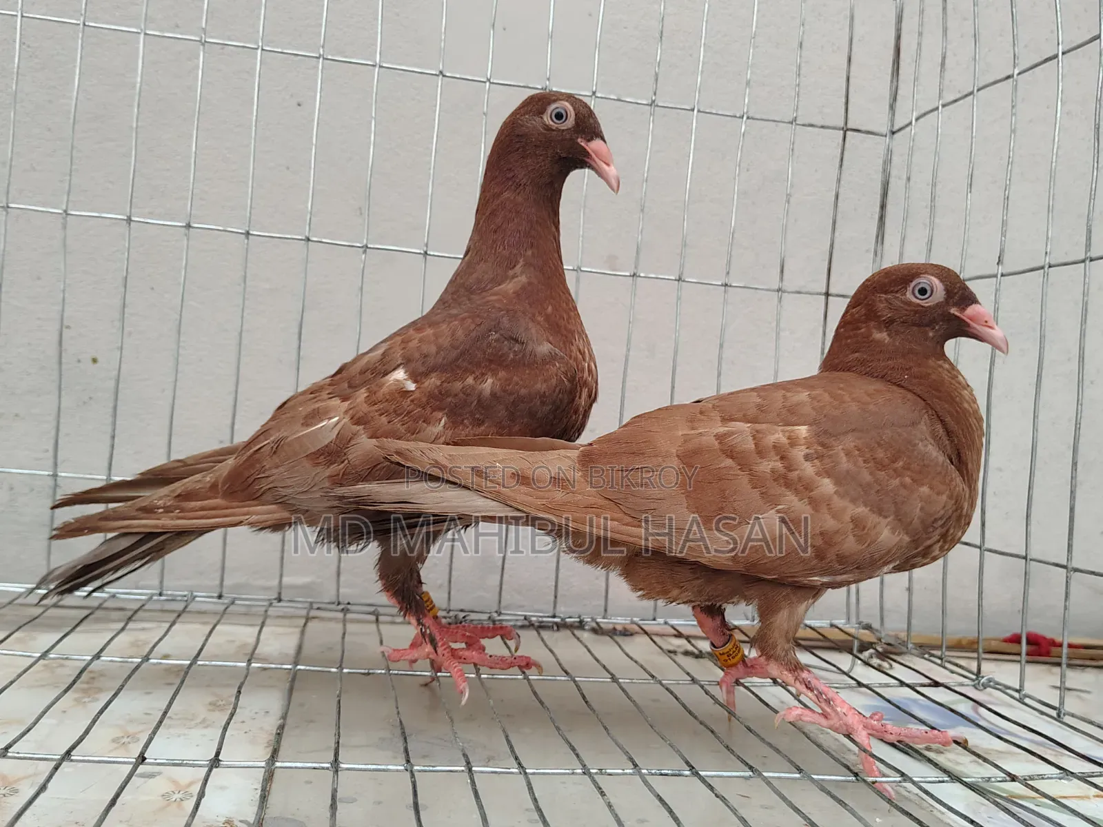 Red Danish and Racer Homa Cross Baby Pair