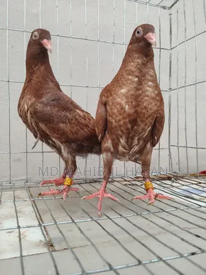 Red Danish and Racer Homa Cross Baby Pair