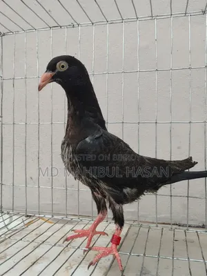 Black Danish Baby